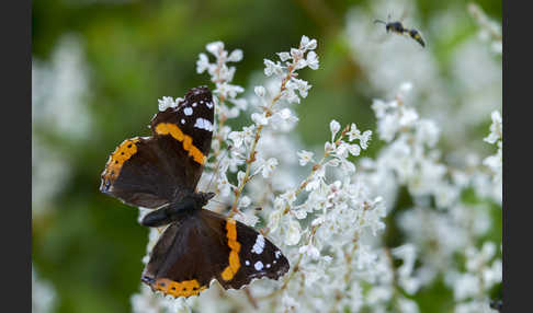 Admiral (Vanessa atalanta)