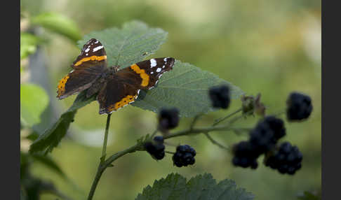 Admiral (Vanessa atalanta)