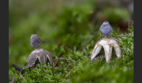 Kleiner Nest-Erdstern (Geastrum quadrifidum)