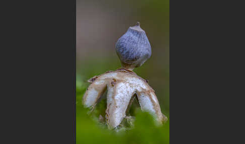 Kleiner Nest-Erdstern (Geastrum quadrifidum)