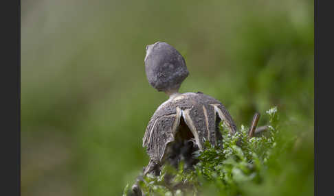 Kleiner Nest-Erdstern (Geastrum quadrifidum)