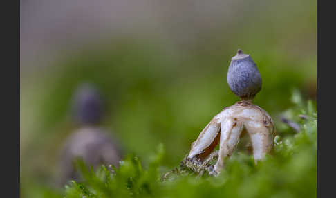 Kleiner Nest-Erdstern (Geastrum quadrifidum)