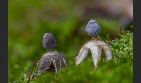 Kleiner Nest-Erdstern (Geastrum quadrifidum)