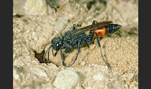 Borstige Sandwespe (Podalonia hirsuta)