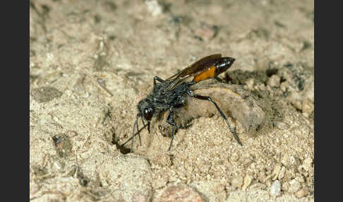 Borstige Sandwespe (Podalonia hirsuta)