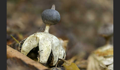 Kamm-Erdstern (Geastrum pectinatum)