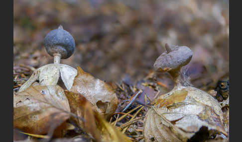 Kamm-Erdstern (Geastrum pectinatum)