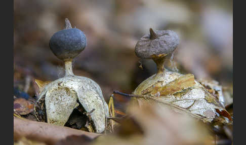 Kamm-Erdstern (Geastrum pectinatum)