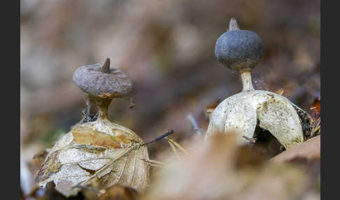 Kamm-Erdstern (Geastrum pectinatum)