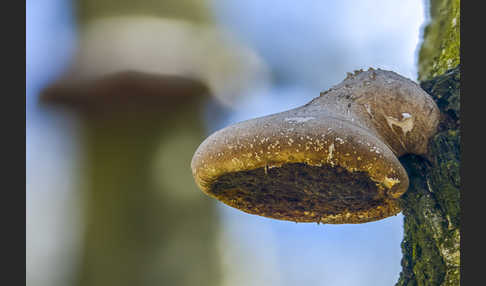 Birkenporling (Piptoporus betulinus)