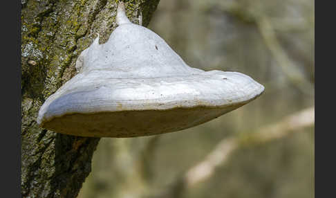 Anis-Tramete (Trametes suaveolens)