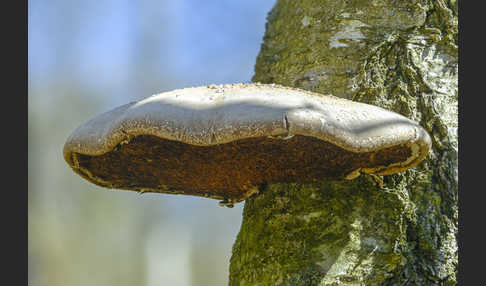 Birkenporling (Piptoporus betulinus)