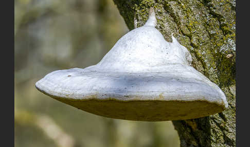 Anis-Tramete (Trametes suaveolens)