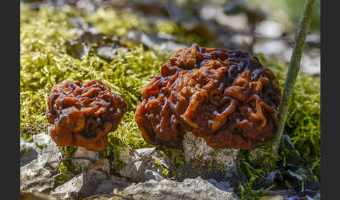 Frühjahrslorchel (Gyromitra esculenta)