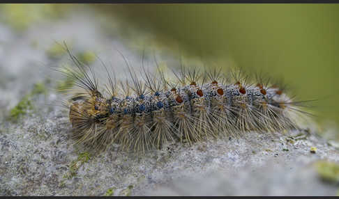 Schwammspinner (Lymantria dispar)
