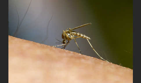 Stechmücke (Culicidae)