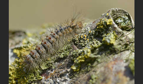 Schwammspinner (Lymantria dispar)