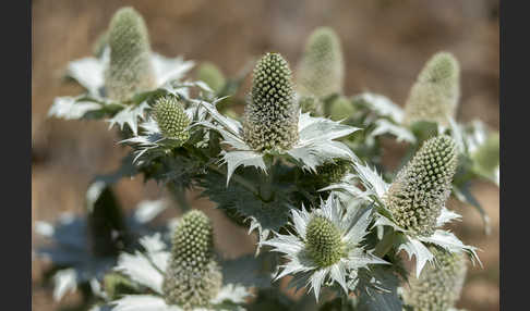 Riesen-Mannstreu (Eryngium giganteum)