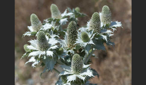 Riesen-Mannstreu (Eryngium giganteum)