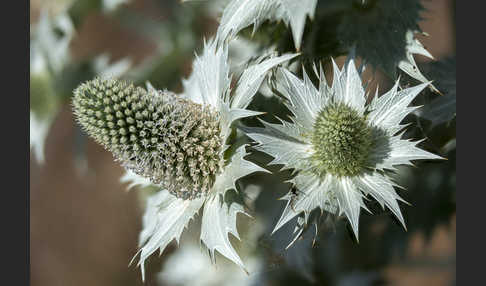 Riesen-Mannstreu (Eryngium giganteum)