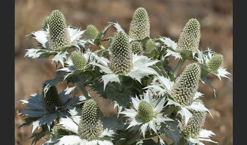 Riesen-Mannstreu (Eryngium giganteum)