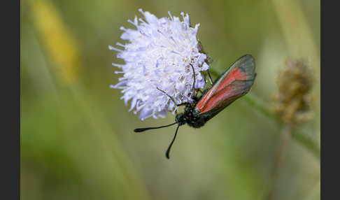 Bibernell-Widderchen (Zygaena minos)