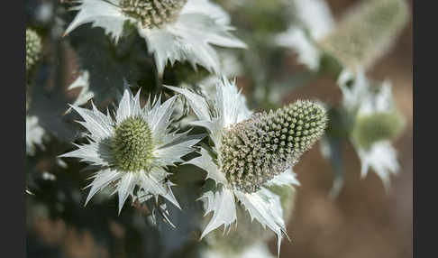 Riesen-Mannstreu (Eryngium giganteum)