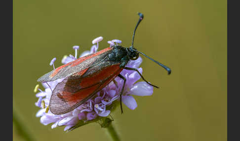 Bibernell-Widderchen (Zygaena minos)