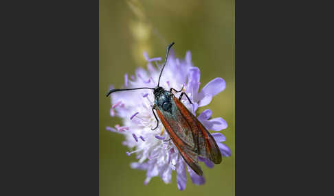 Bibernell-Widderchen (Zygaena minos)