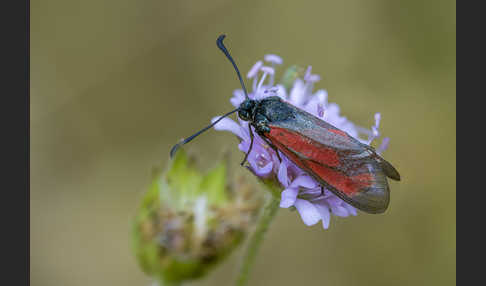 Bibernell-Widderchen (Zygaena minos)