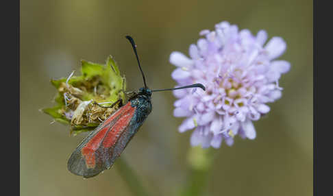 Bibernell-Widderchen (Zygaena minos)