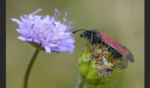 Bibernell-Widderchen (Zygaena minos)