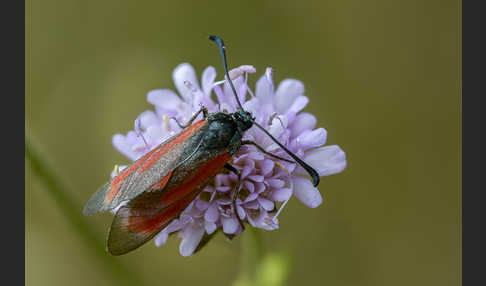 Bibernell-Widderchen (Zygaena minos)