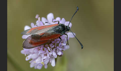 Bibernell-Widderchen (Zygaena minos)