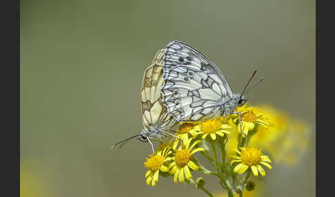 Schachbrett (Melanargia galathea)