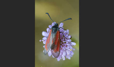 Bibernell-Widderchen (Zygaena minos)