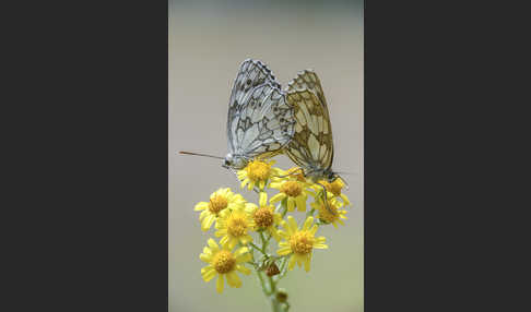 Schachbrett (Melanargia galathea)