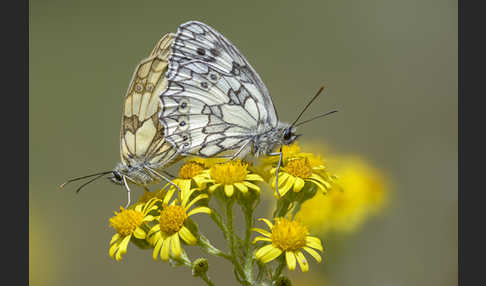 Schachbrett (Melanargia galathea)