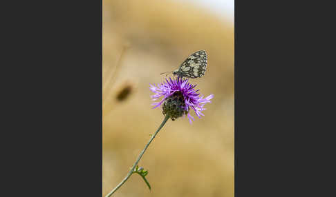 Schachbrett (Melanargia galathea)