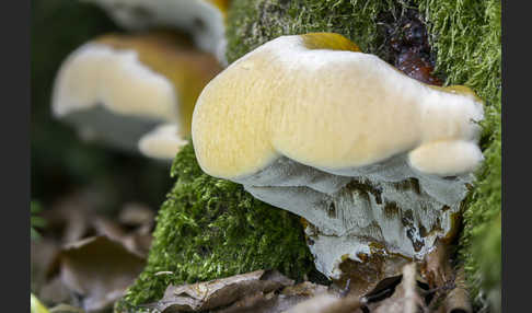 Harziger Lackporling (Ganoderma resinaceum)