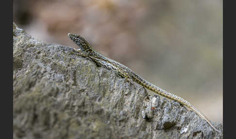 Mauereidechse (Podarcis muralis)