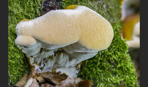 Harziger Lackporling (Ganoderma resinaceum)