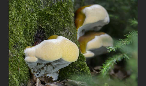 Harziger Lackporling (Ganoderma resinaceum)