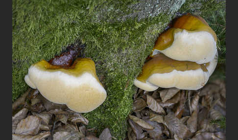 Harziger Lackporling (Ganoderma resinaceum)