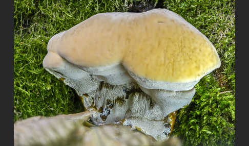 Harziger Lackporling (Ganoderma resinaceum)