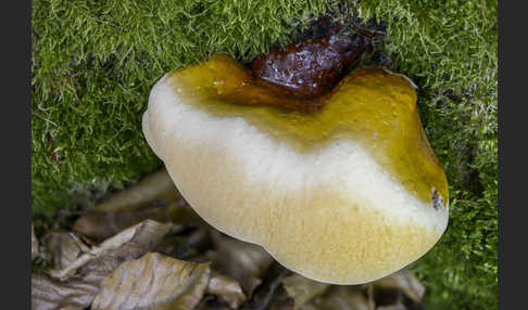 Harziger Lackporling (Ganoderma resinaceum)