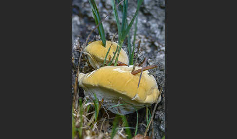 Buglossoporus quercinus (Eichen-Zungenporling)