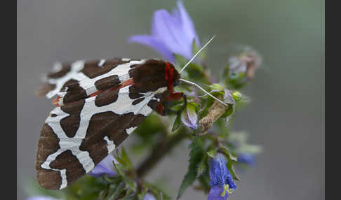 Brauner Bär (Arctia caja)