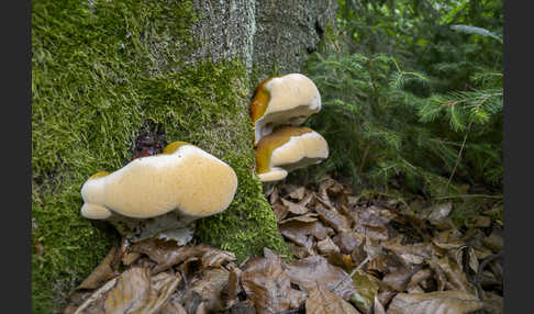 Harziger Lackporling (Ganoderma resinaceum)