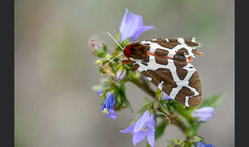 Brauner Bär (Arctia caja)